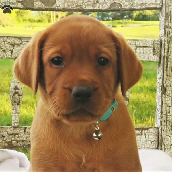 Amber Skye, Fox Red Labrador Retriever Puppy